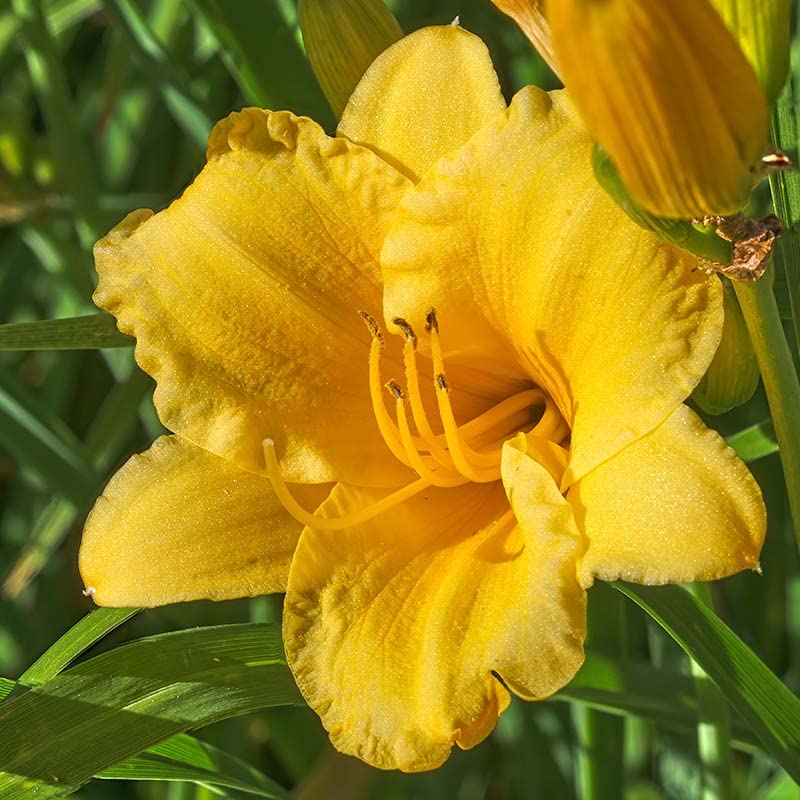 Amazon.com : Stella D'oro Yellow Daylilies - 5 Bare Root